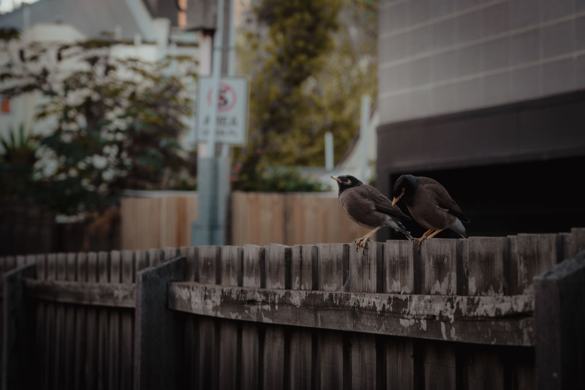 fence painting melbourne